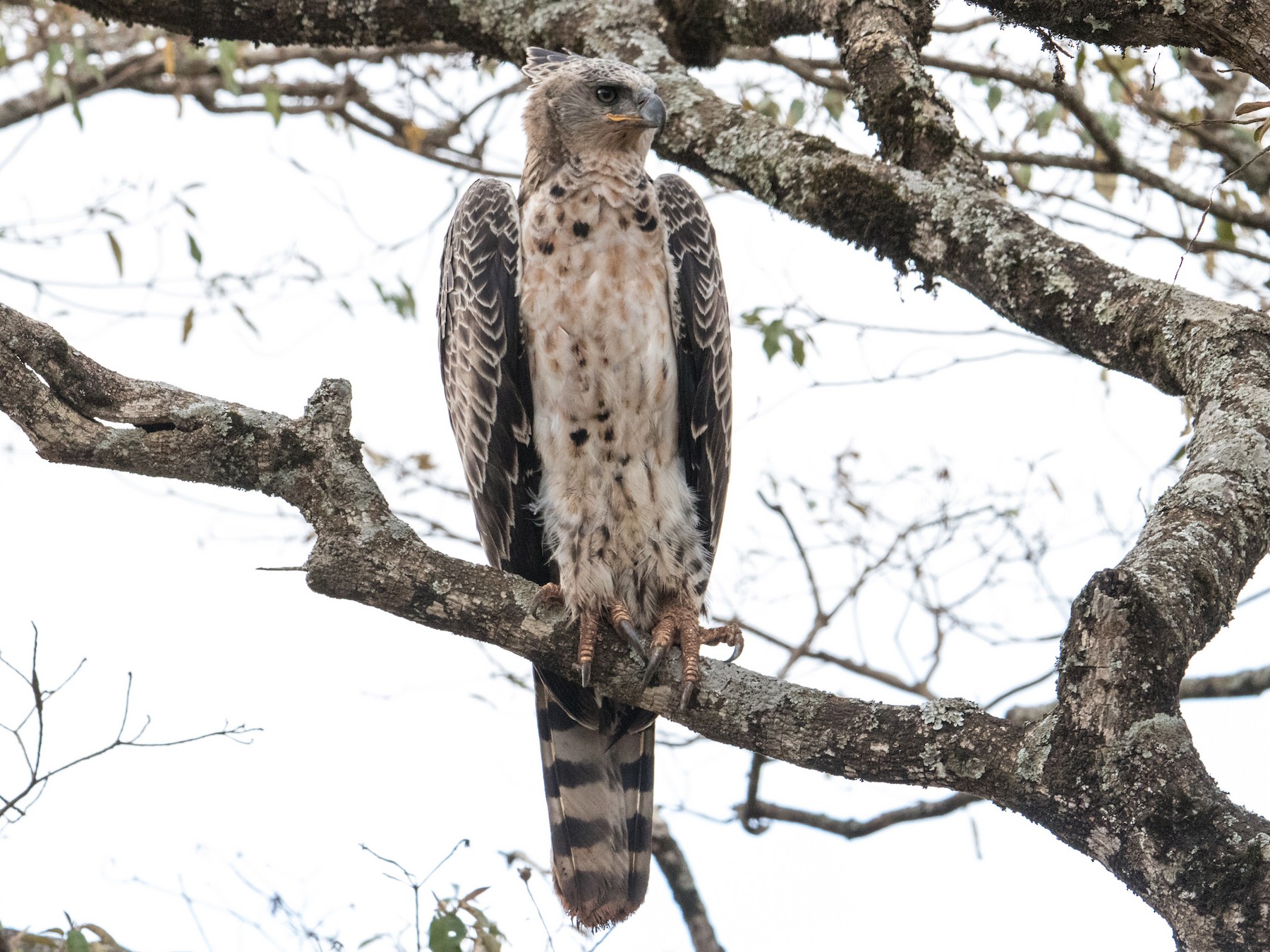 white crowned eagle