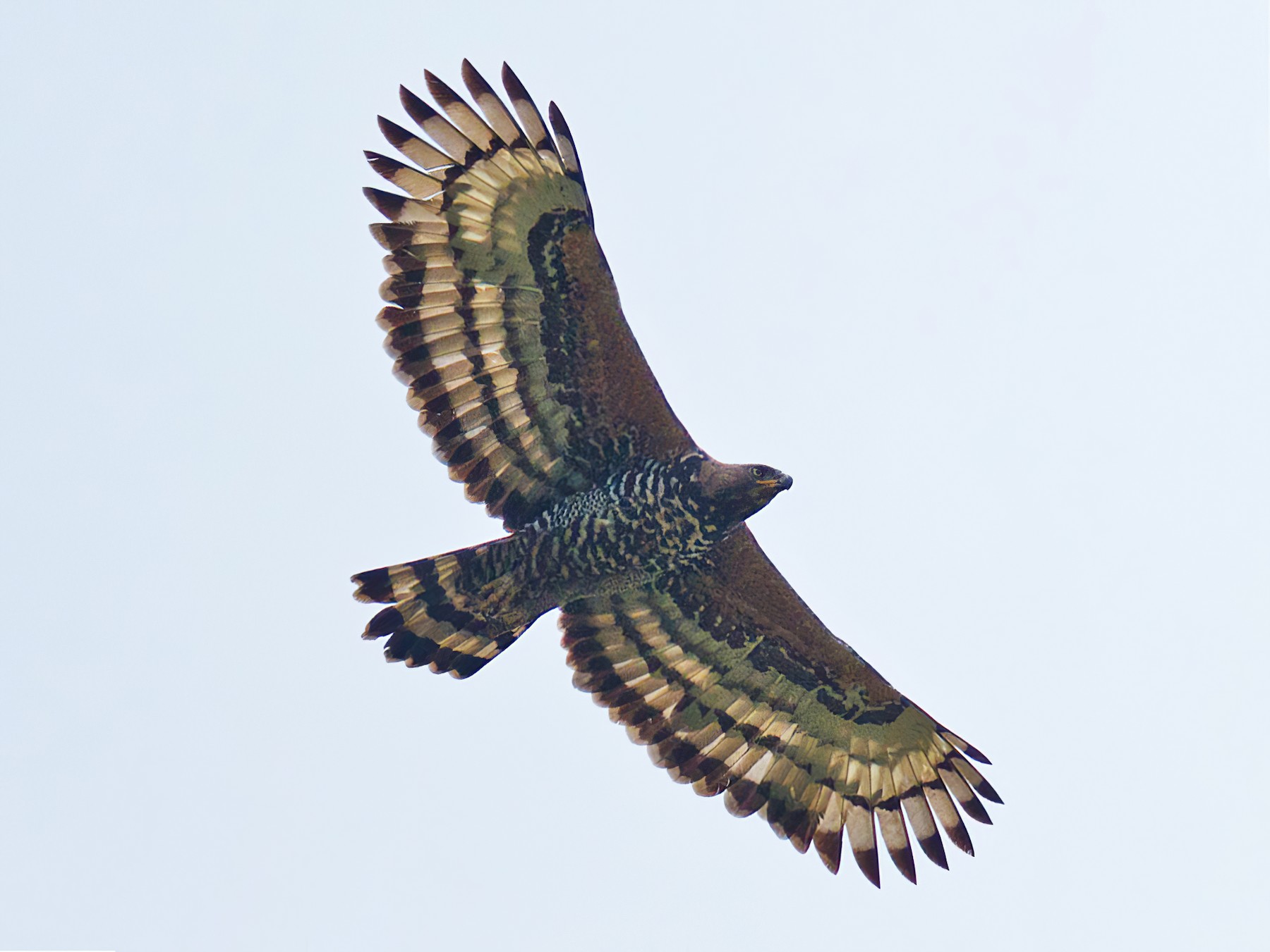 crowned eagle