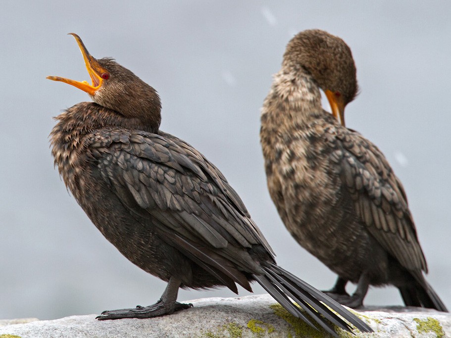 Crowned Cormorant - Lars Petersson | My World of Bird Photography