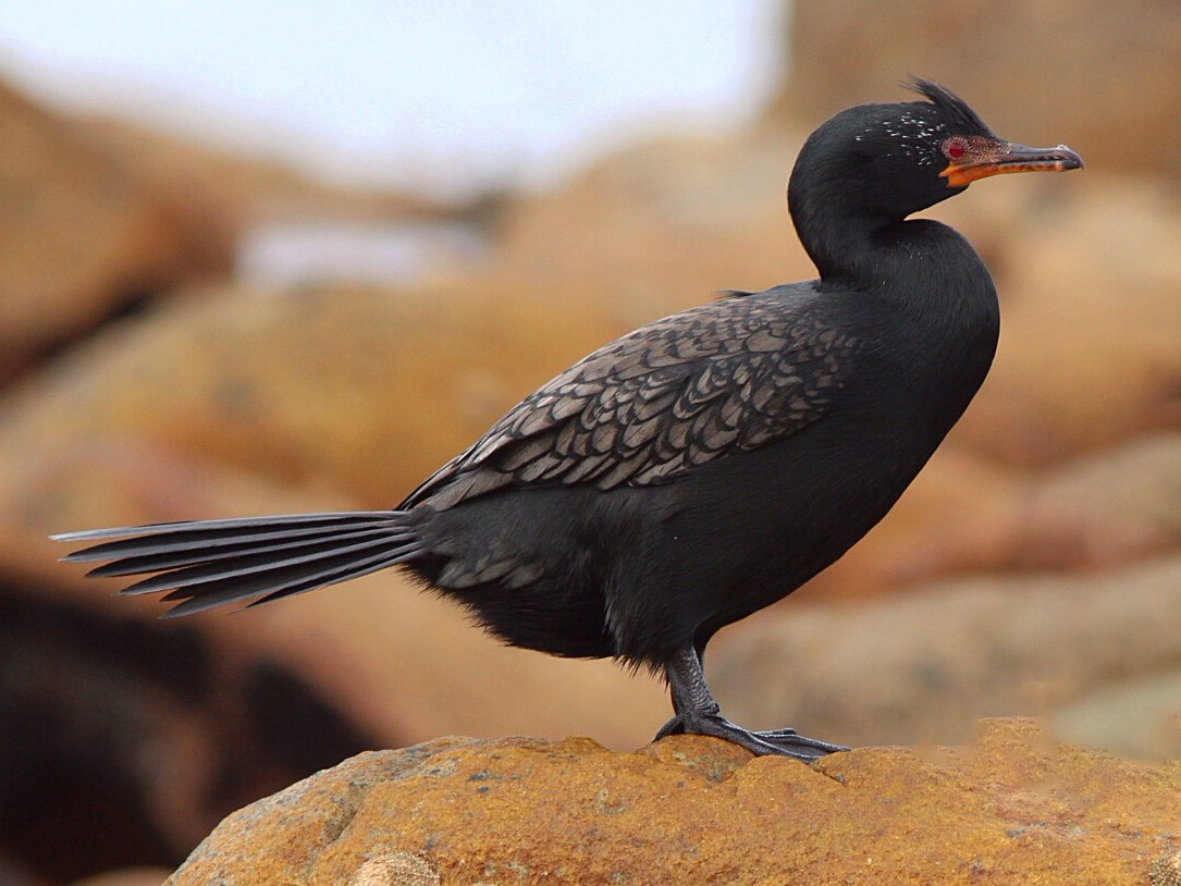 Crowned Cormorant - Anonymous