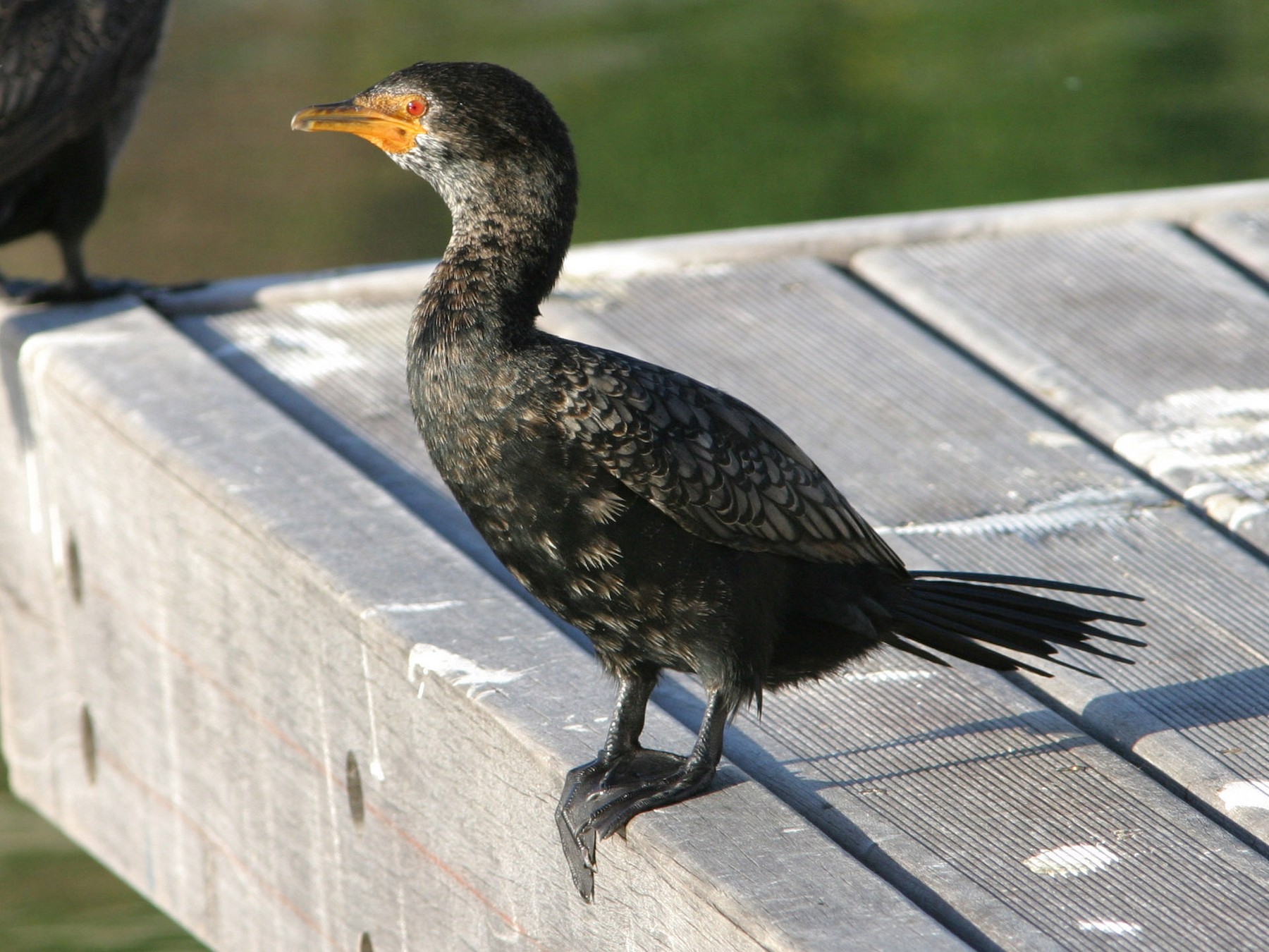 Crowned Cormorant - Don Roberson