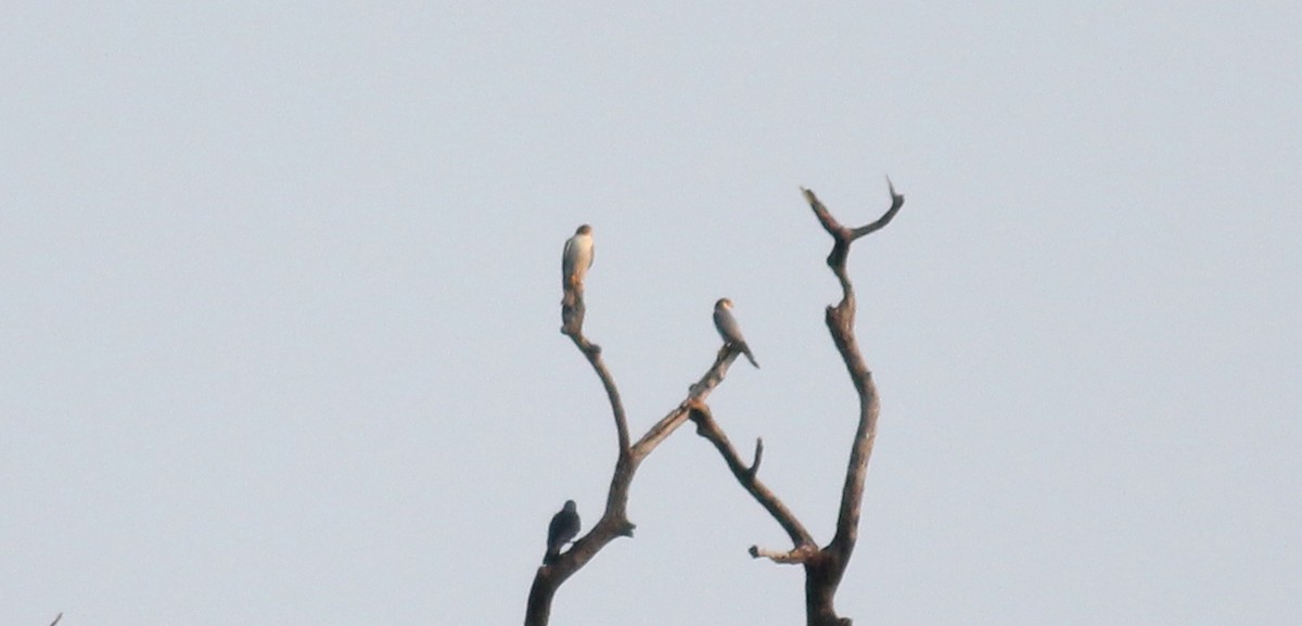 Red-necked Falcon - ML22150291