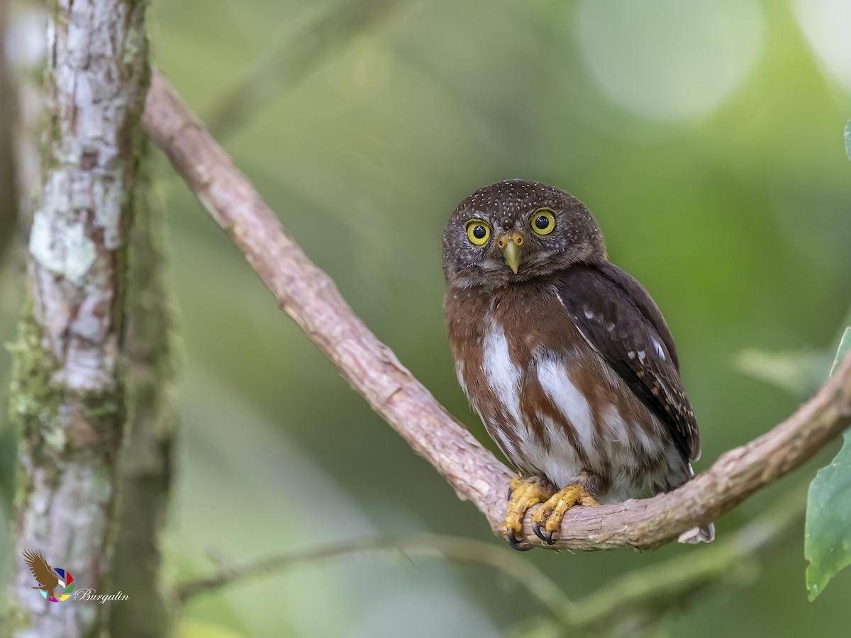 Central American Pygmy-Owl - fernando Burgalin Sequeria