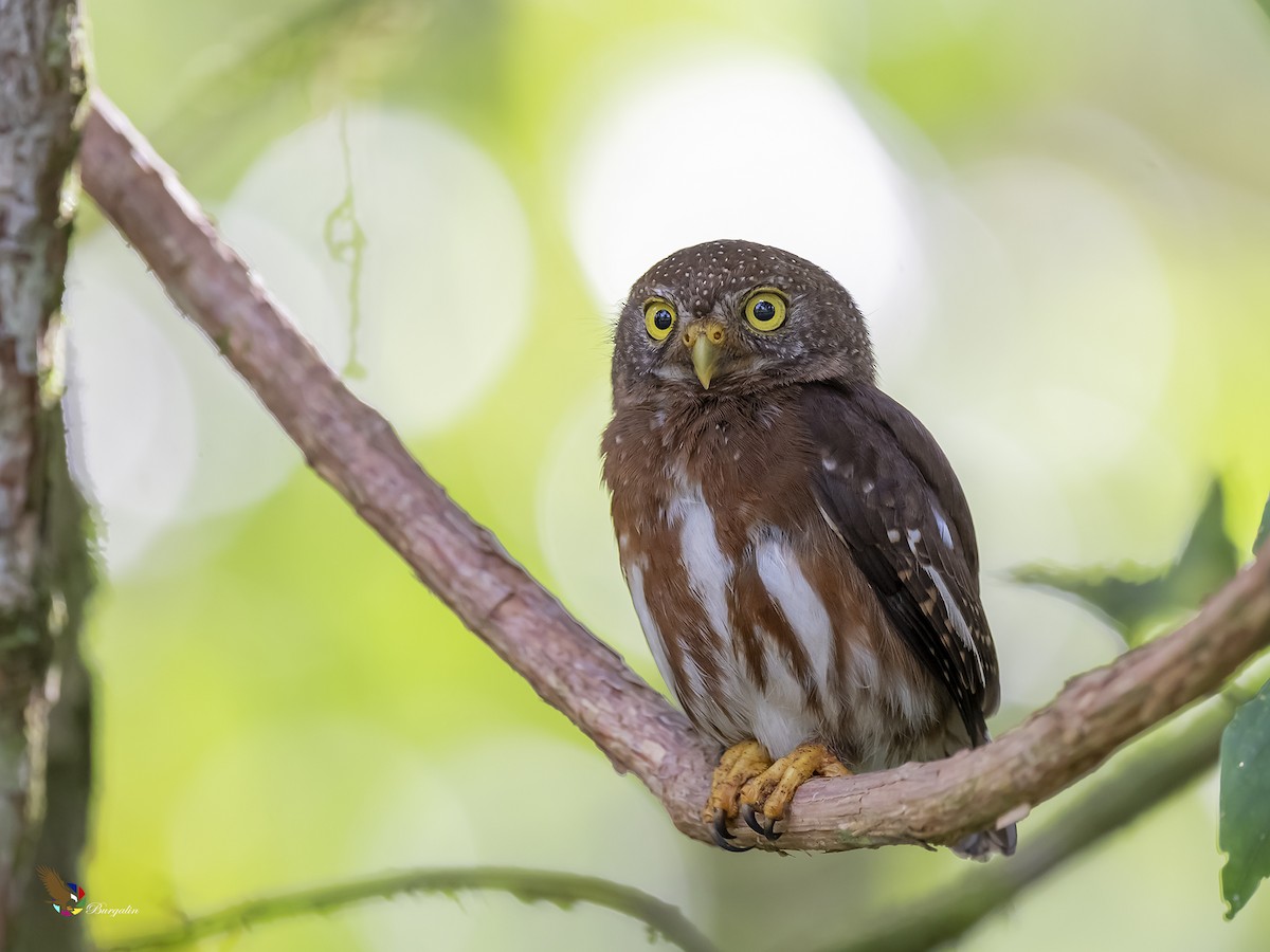Central American Pygmy-Owl - ML221503531