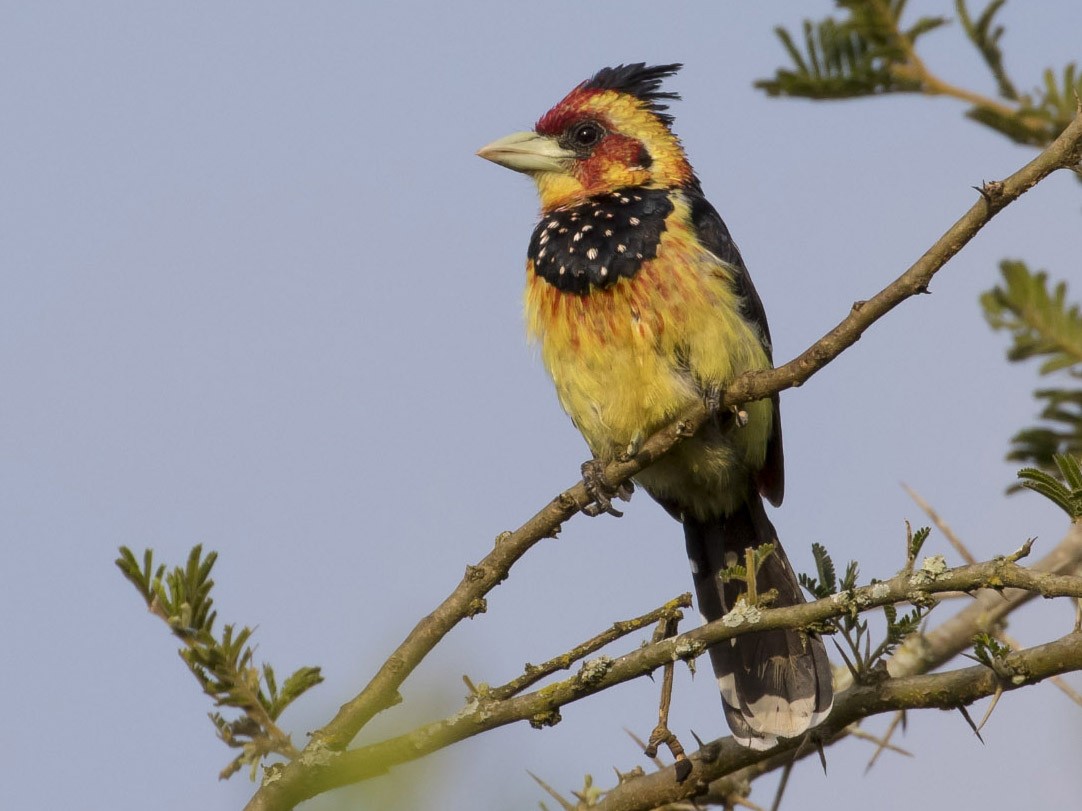 Crested Barbet - Michael Todd