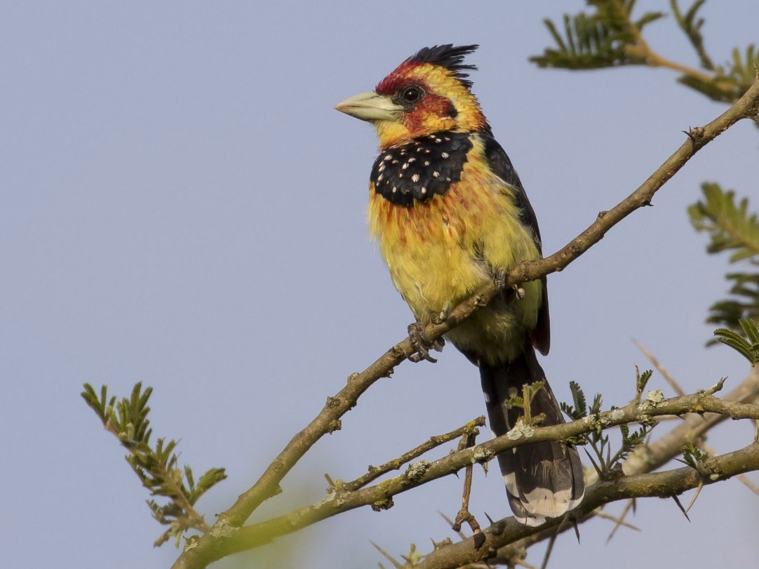 Crested Barbet - eBird