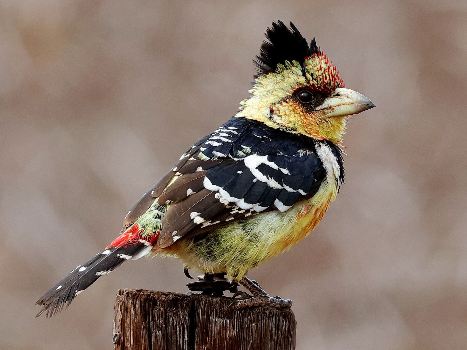 Crested Barbet - eBird