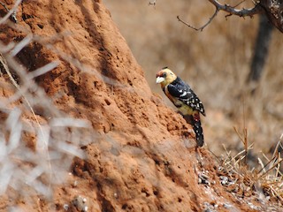 ムナオビオナガゴシキドリ - eBird ムナオビオナガゴシキドリ - eBird