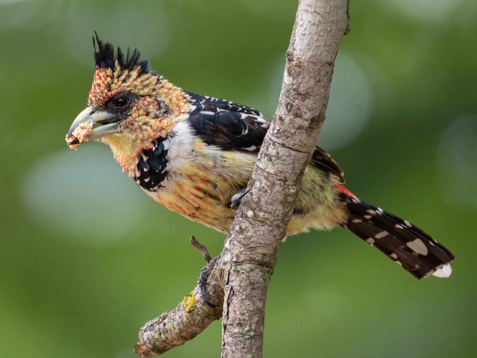 Crested Barbet - Alistair Routledge