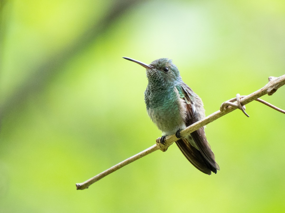 Blue-tailed Hummingbird - Chris Fischer