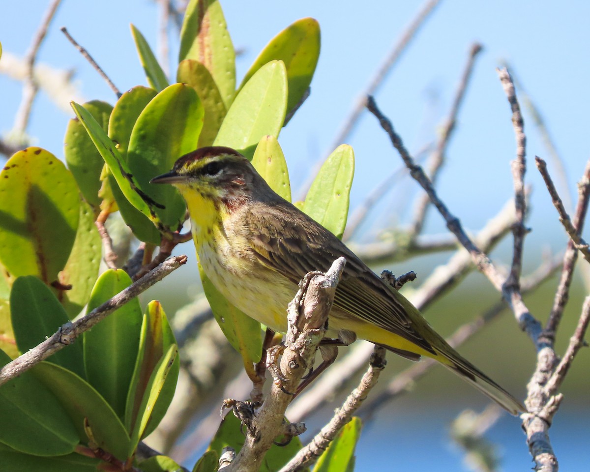 Palm Warbler - Betsy McCully