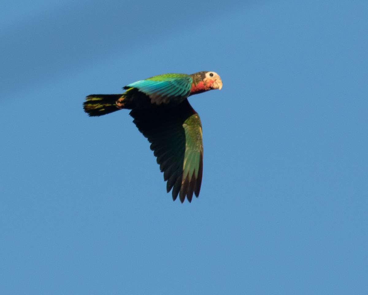 Cuban Parrot (Cuban) - ML221508151