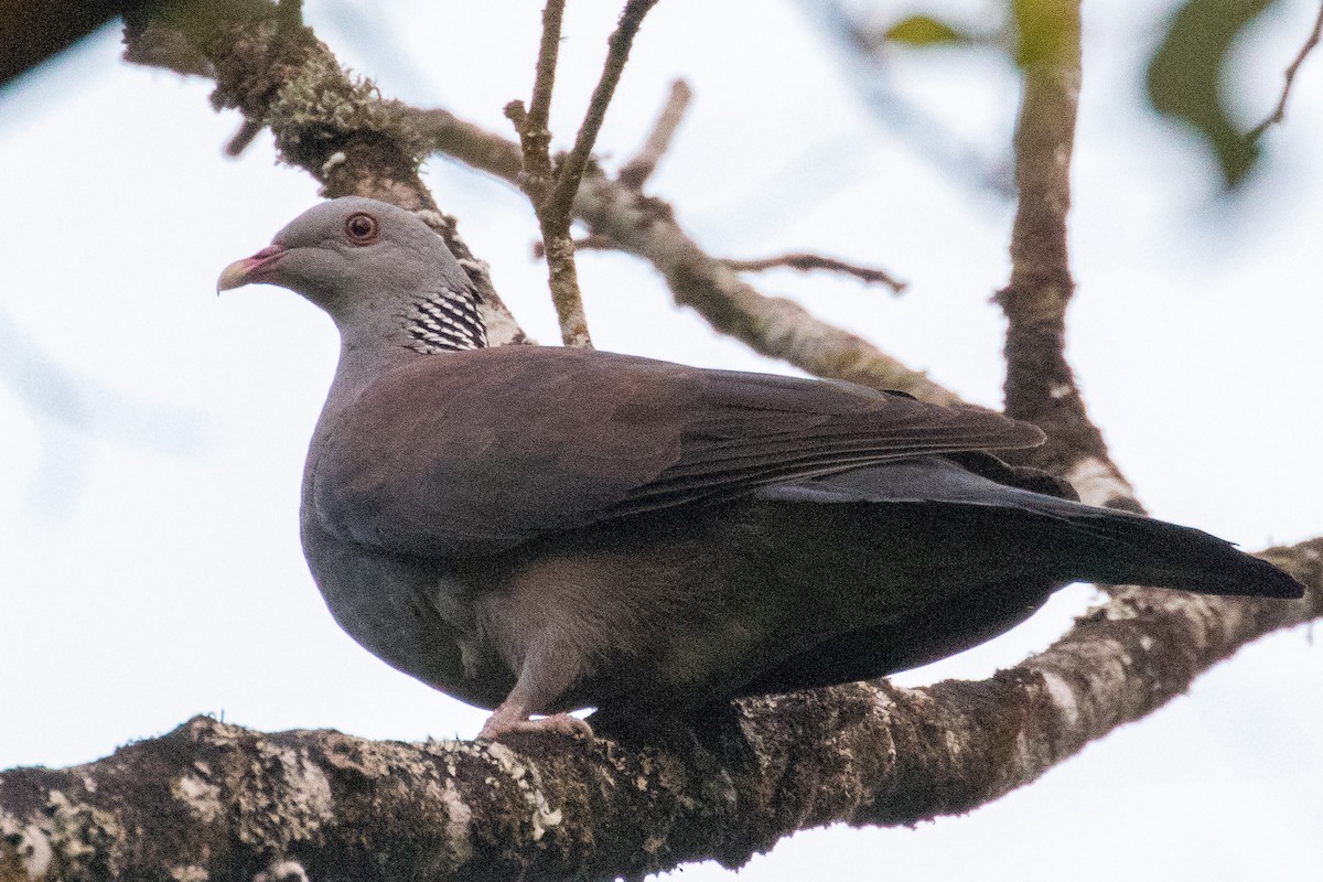 Nilgiri Wood-Pigeon - ML221509601