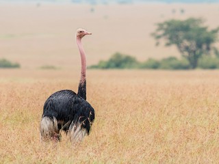 นกเพศผู้ชุดขนฤดูผสมพันธุ์ - Kevin Vande Vusse - ML221510711