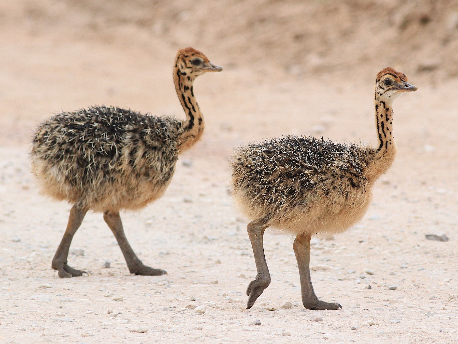 Common Ostrich - Michael McCloy