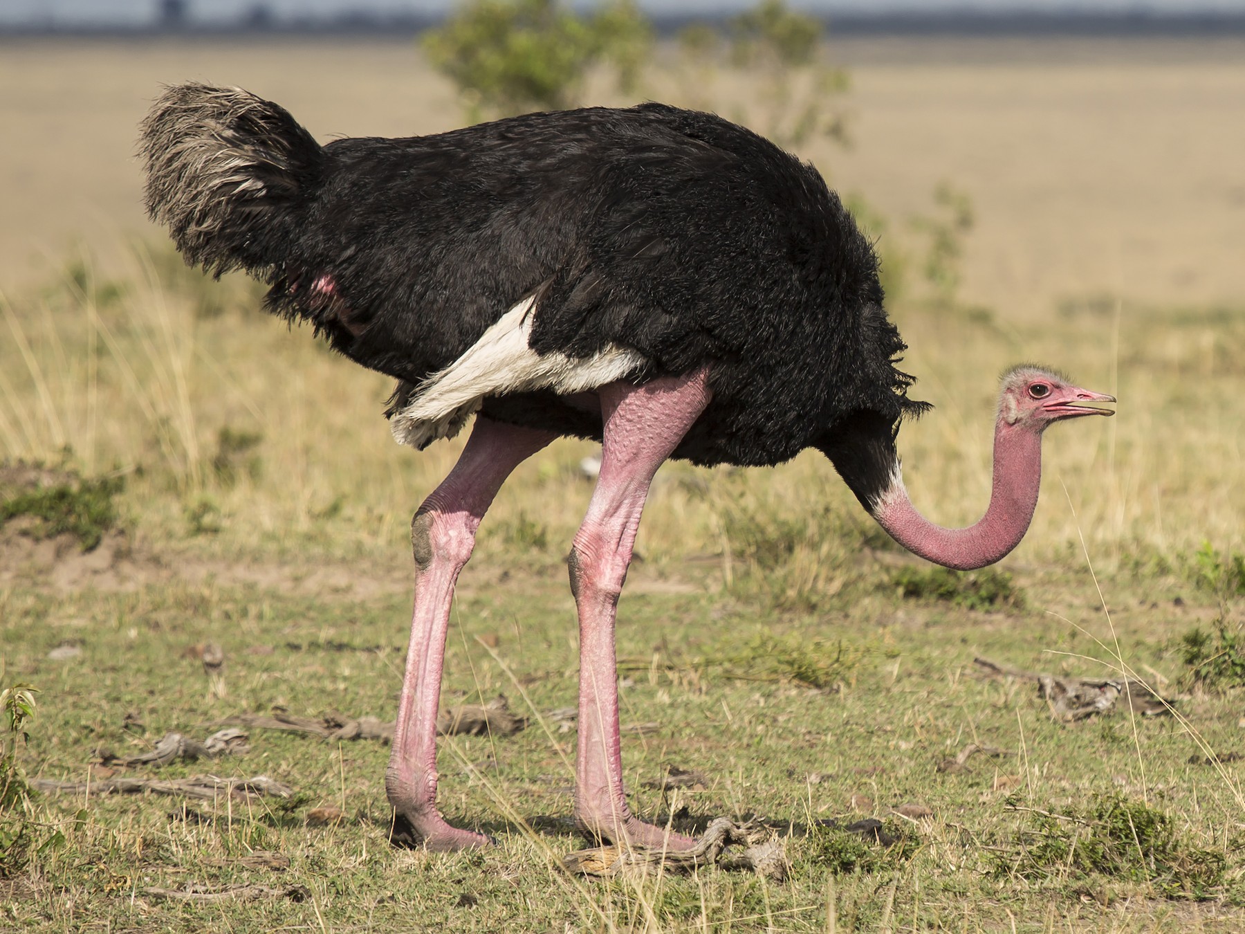 Common Ostrich Ebird