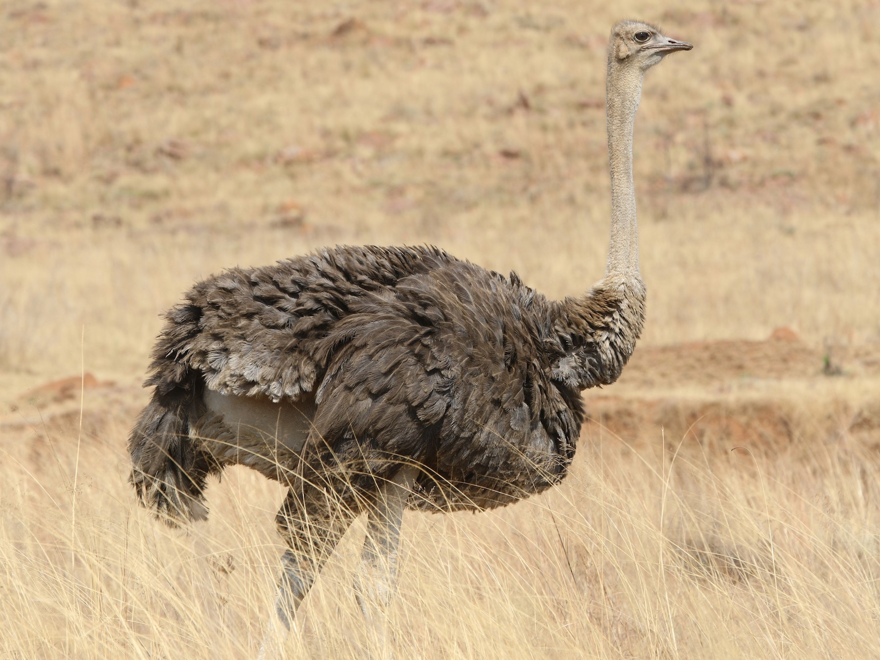 Common Ostrich - Olivier Langrand