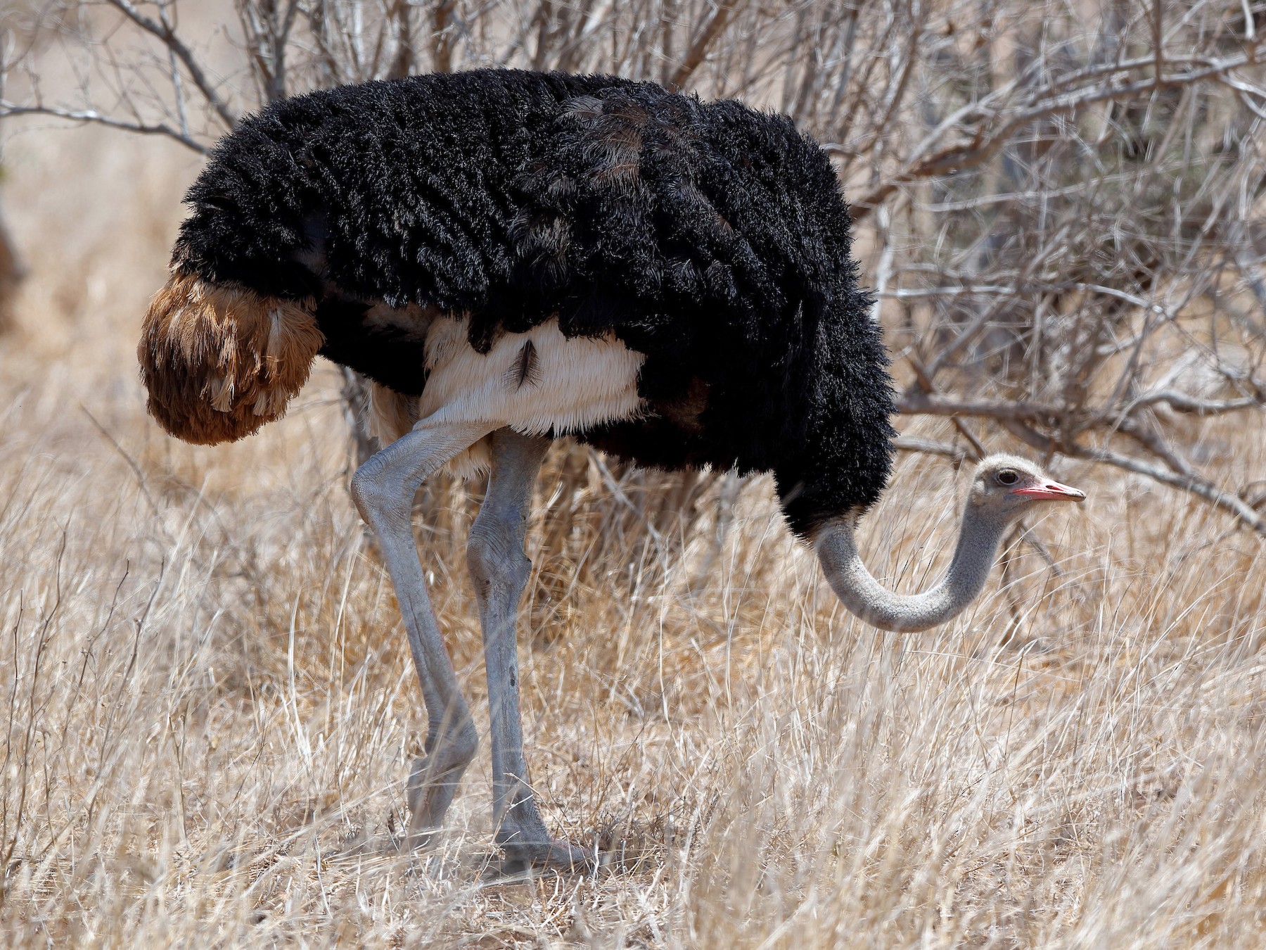 Common Ostrich - Holger Teichmann