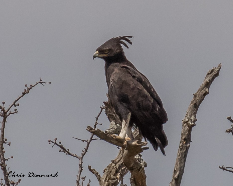 Long-crested Eagle - Chris Dennard