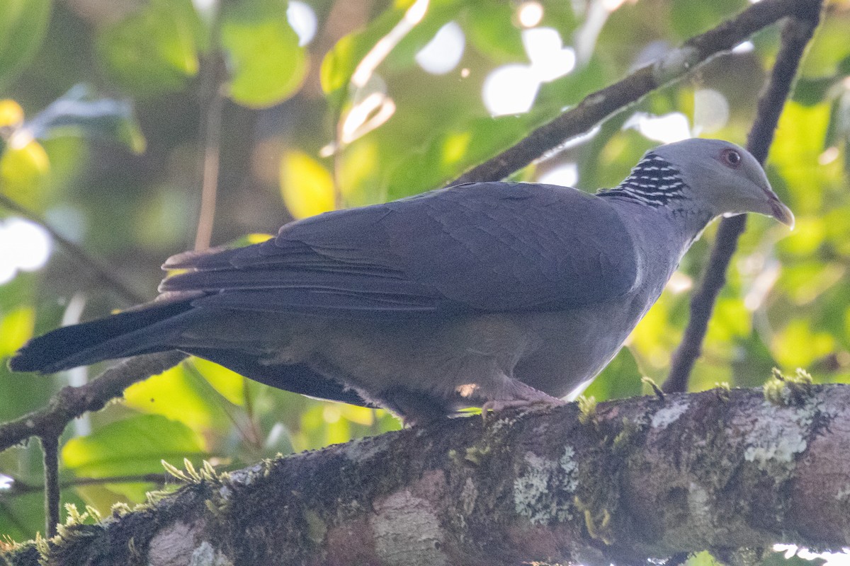 Nilgiri Wood-Pigeon - ML221512231