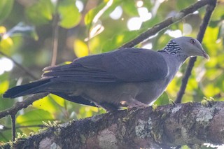 Nilgiri Wood-Pigeon, ML221512231