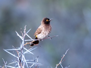  - Black-fronted Bulbul