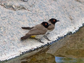  - Black-fronted Bulbul