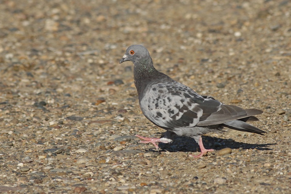 Rock Pigeon (Feral Pigeon) - Jorge Claudio Schlemmer