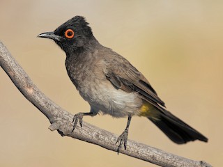  - Black-fronted Bulbul