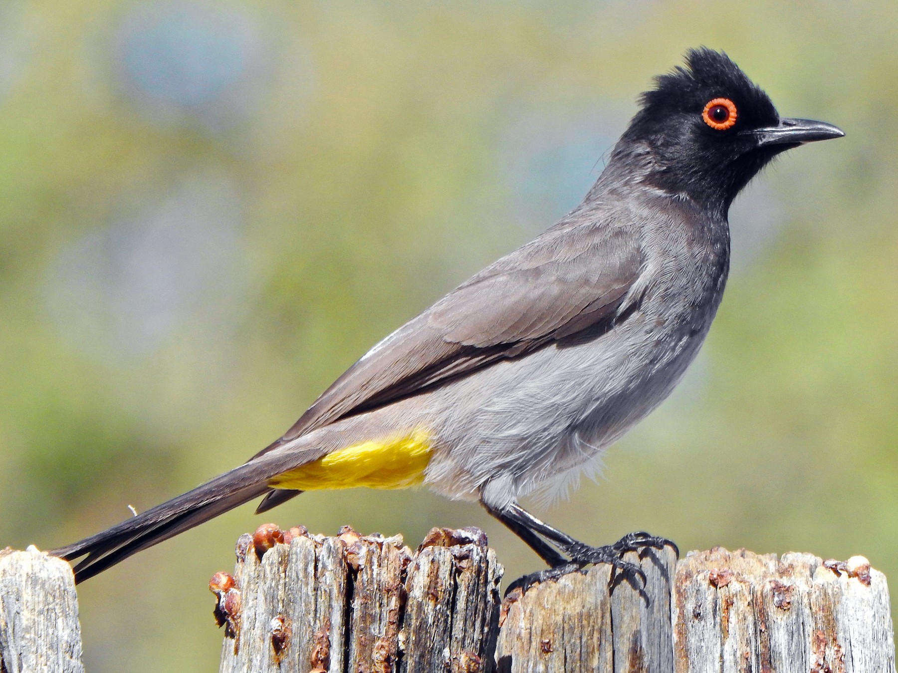 Black-fronted Bulbul - eBird