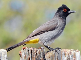  - Black-fronted Bulbul