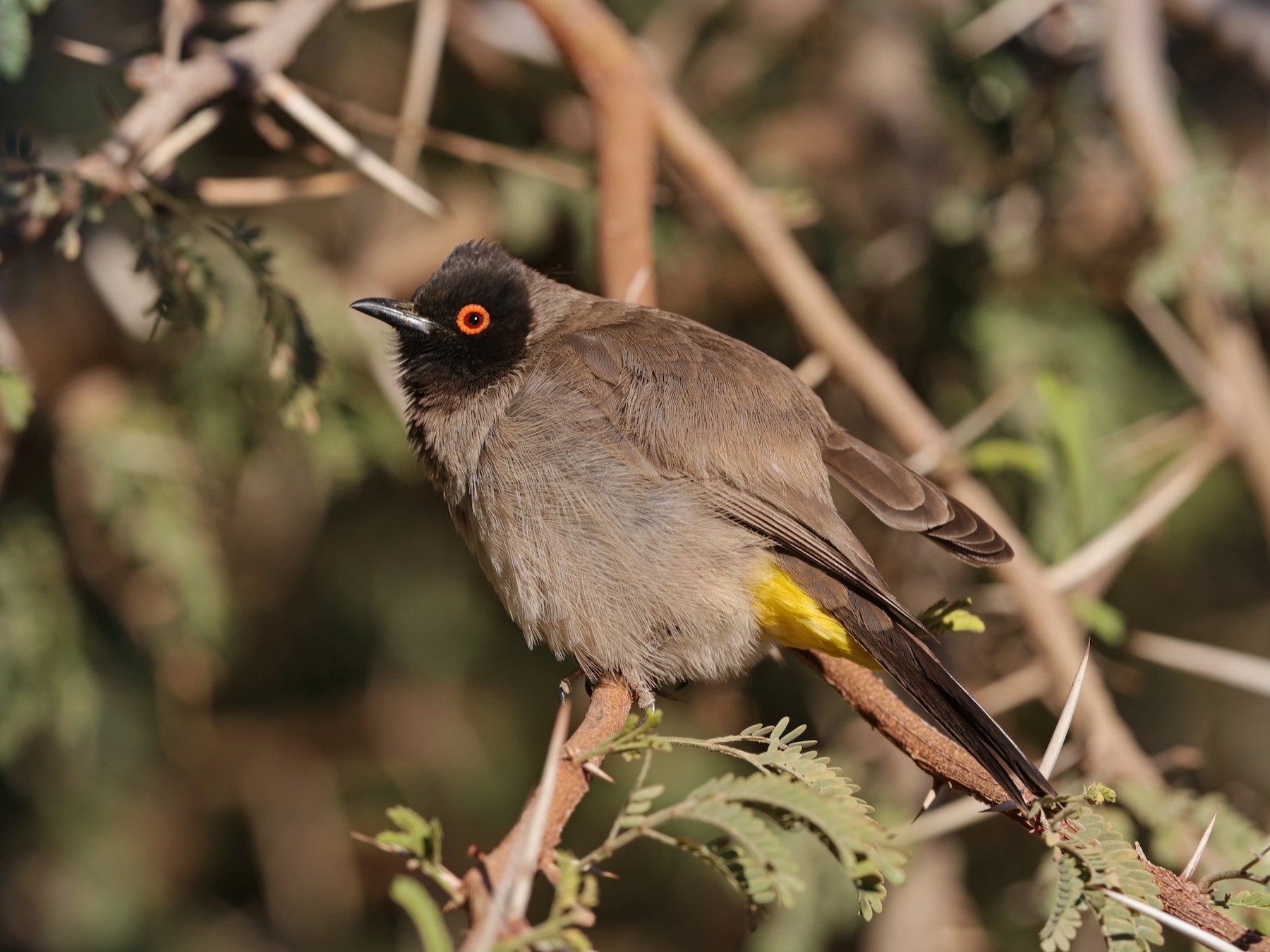 Black-fronted Bulbul - eBird