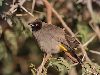  - Black-fronted Bulbul
