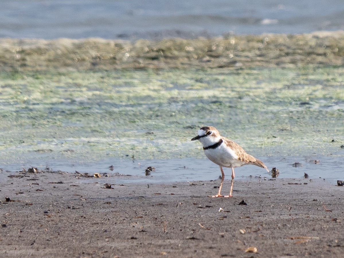 Collared Plover - ML221514361
