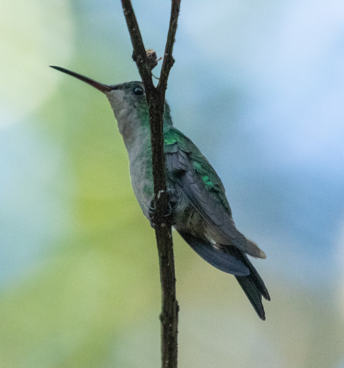 kolibřík kubánský - ML221517991