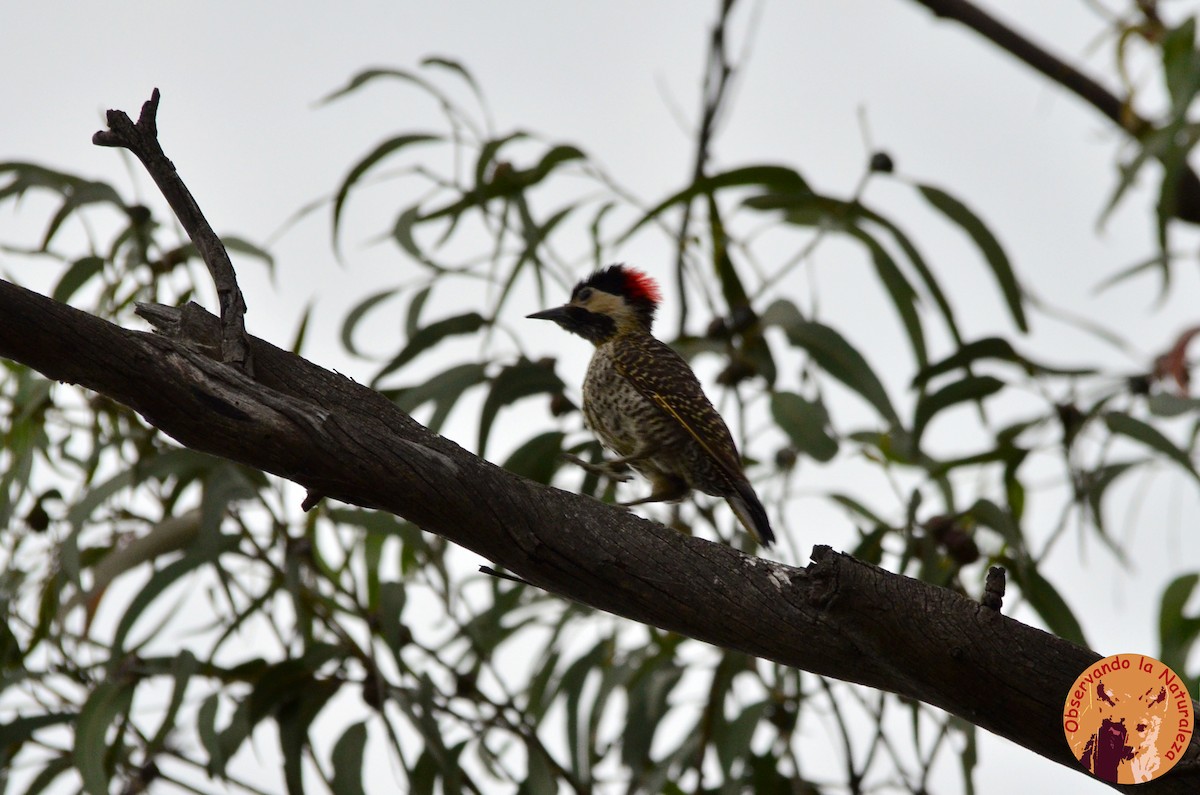 Green-barred Woodpecker - ML22151821