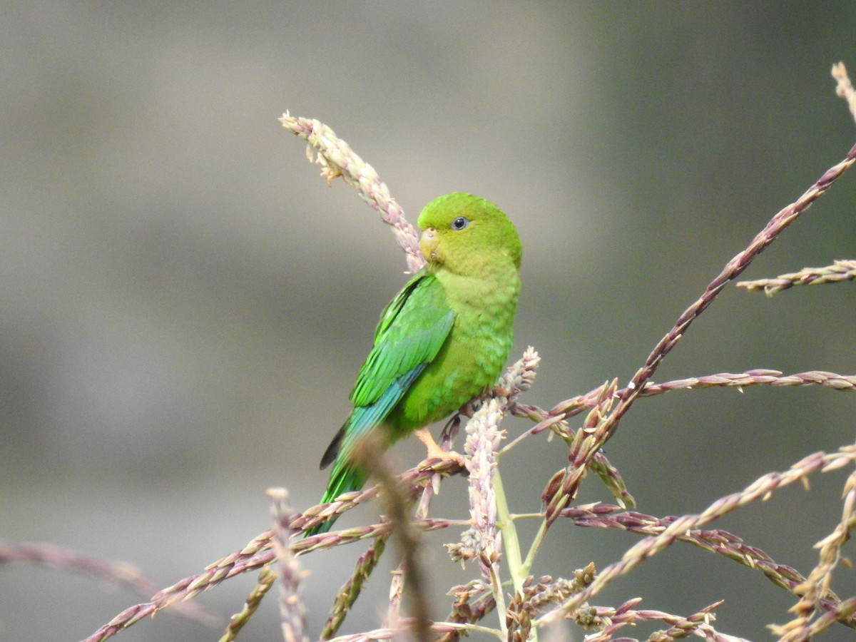 Andean Parakeet - ML221518241