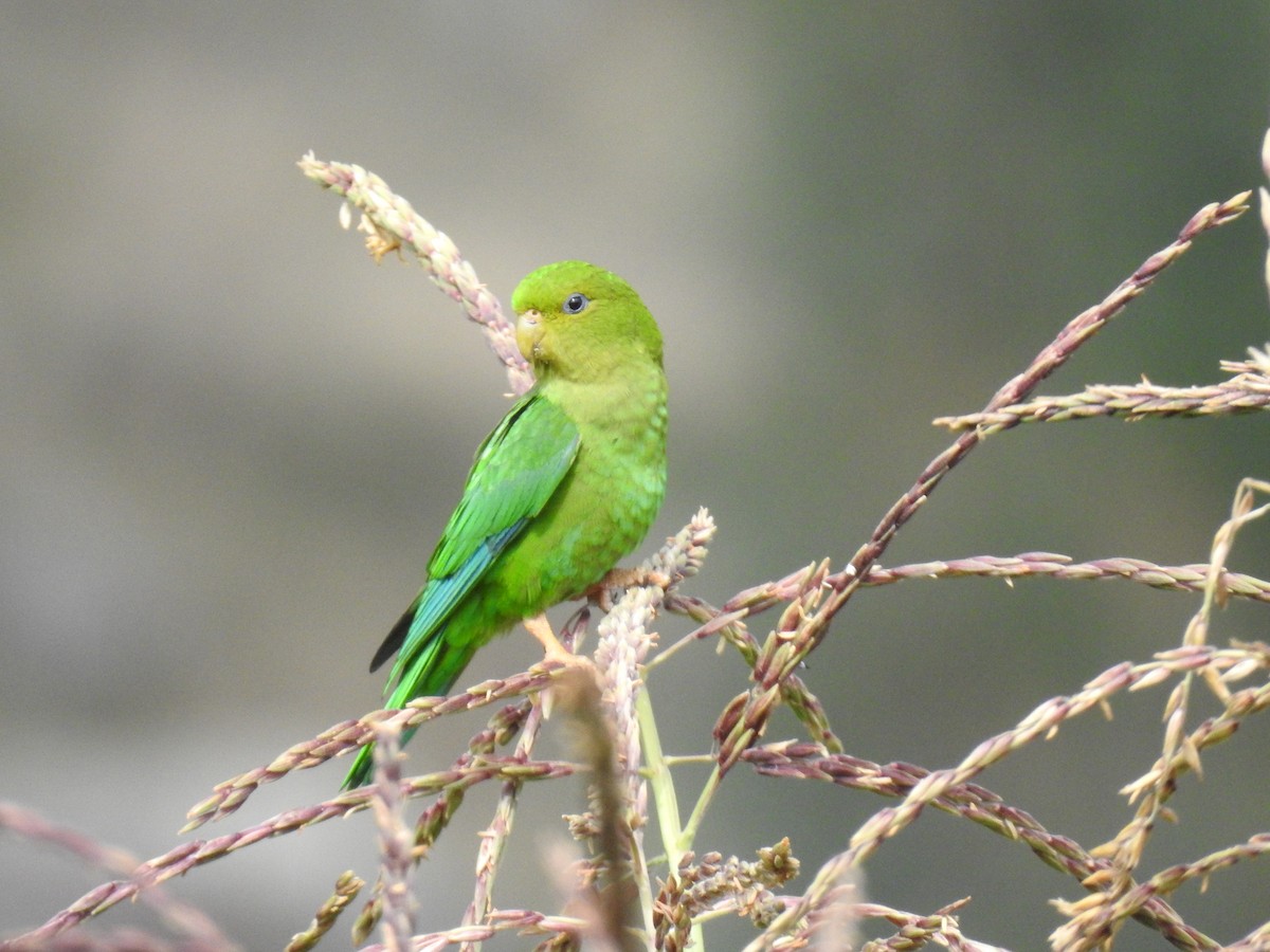 Andean Parakeet - ML221518251