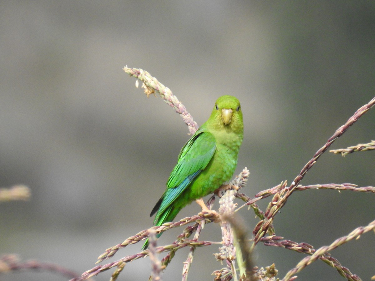 Andean Parakeet - ML221518311