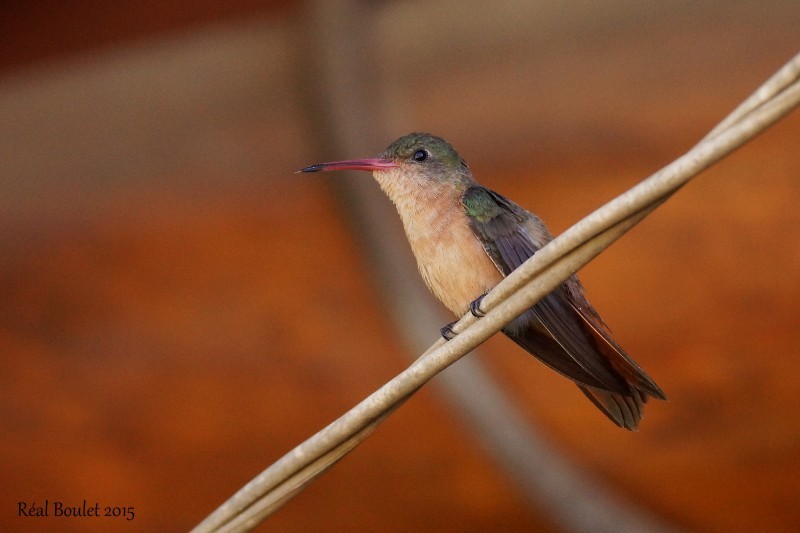 Cinnamon Hummingbird - Réal Boulet 🦆