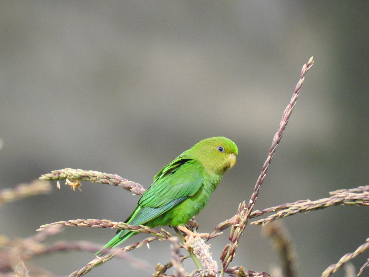 Andean Parakeet - ML221518461