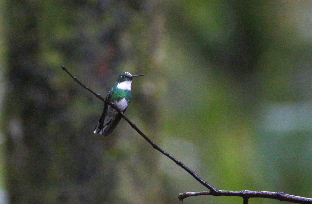 White-throated Hummingbird - ML221518521