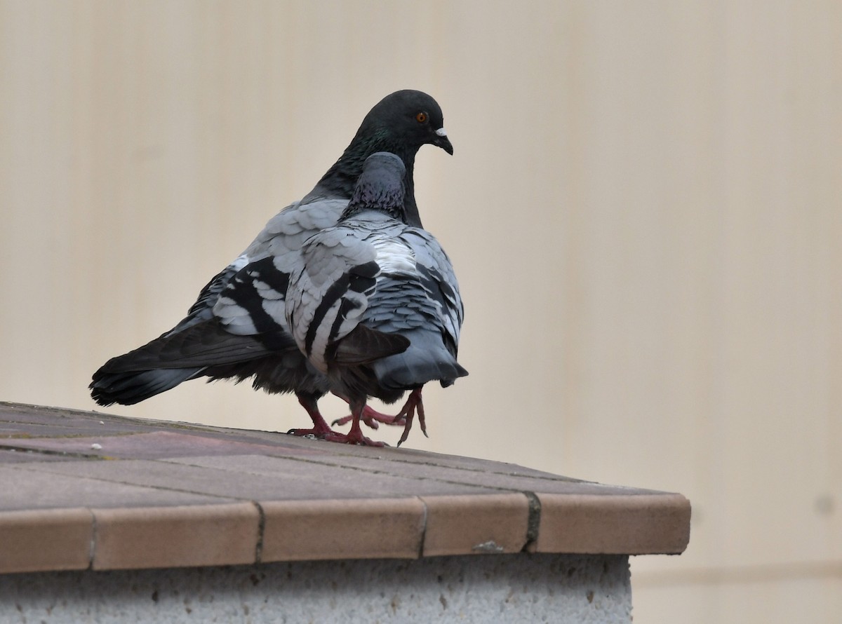 Rock Pigeon (Feral Pigeon) - Ricard Gutiérrez