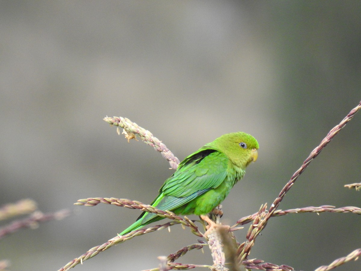 Andean Parakeet - ML221518591