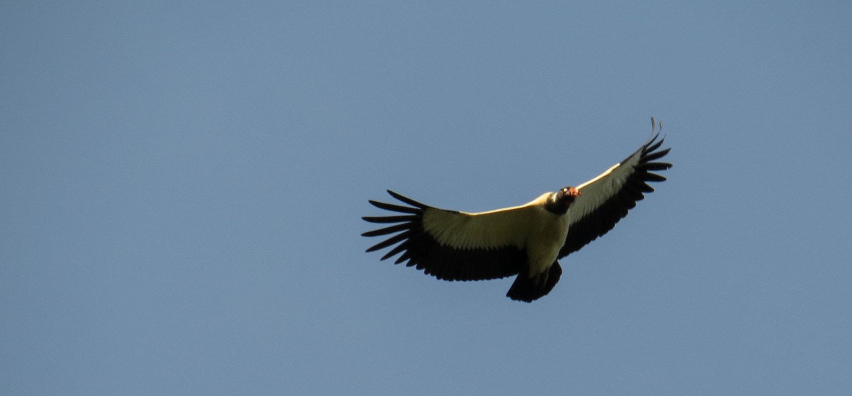 King Vulture - Lys Souza