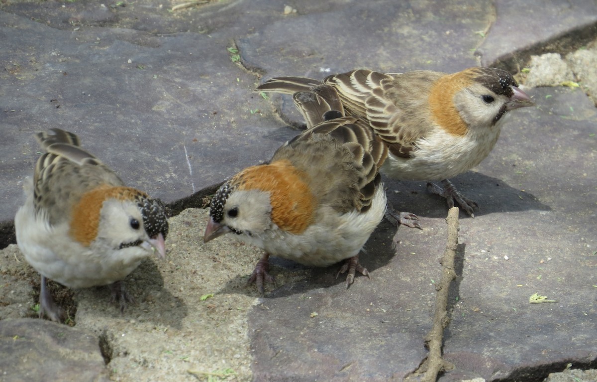 Speckle-fronted Weaver - ML22152351