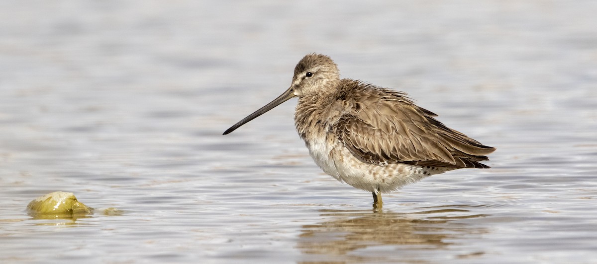Long-billed Dowitcher - ML221525451