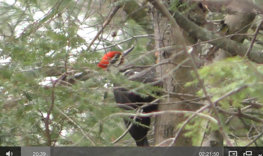 Pileated Woodpecker - ML22152691