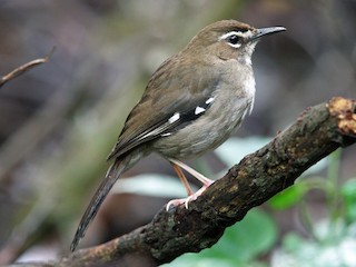 チャイロヤブコマドリ - eBird