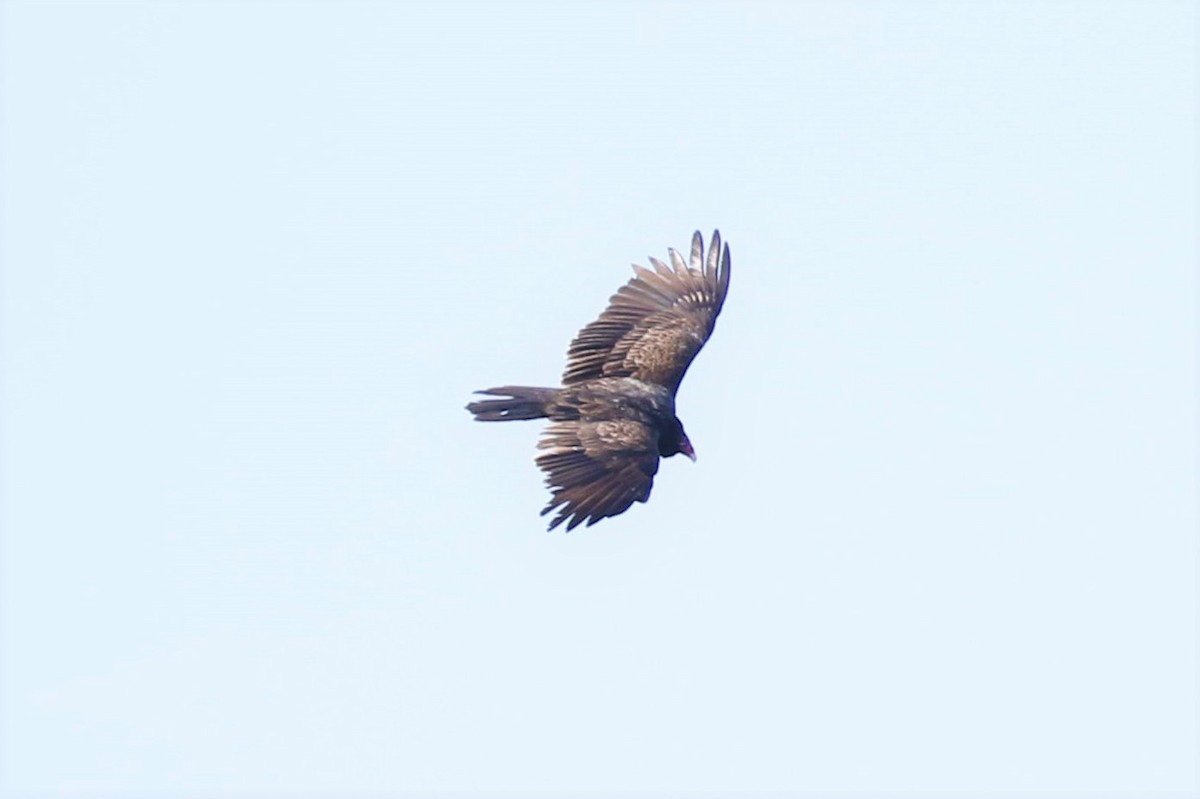 Turkey Vulture - ML221538141